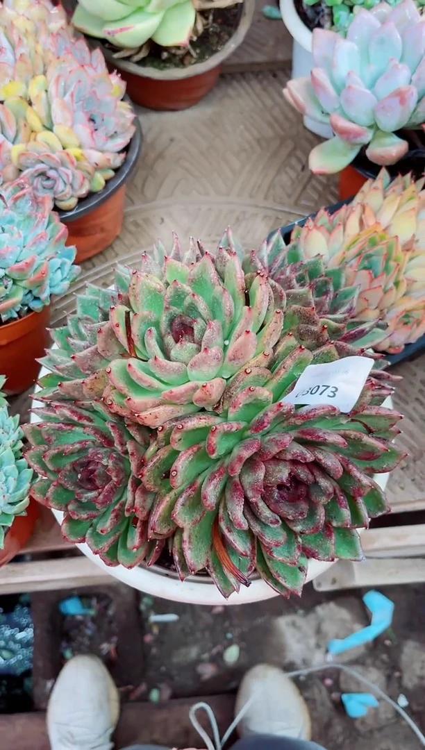 琦*.03073多肉植物一物一拍