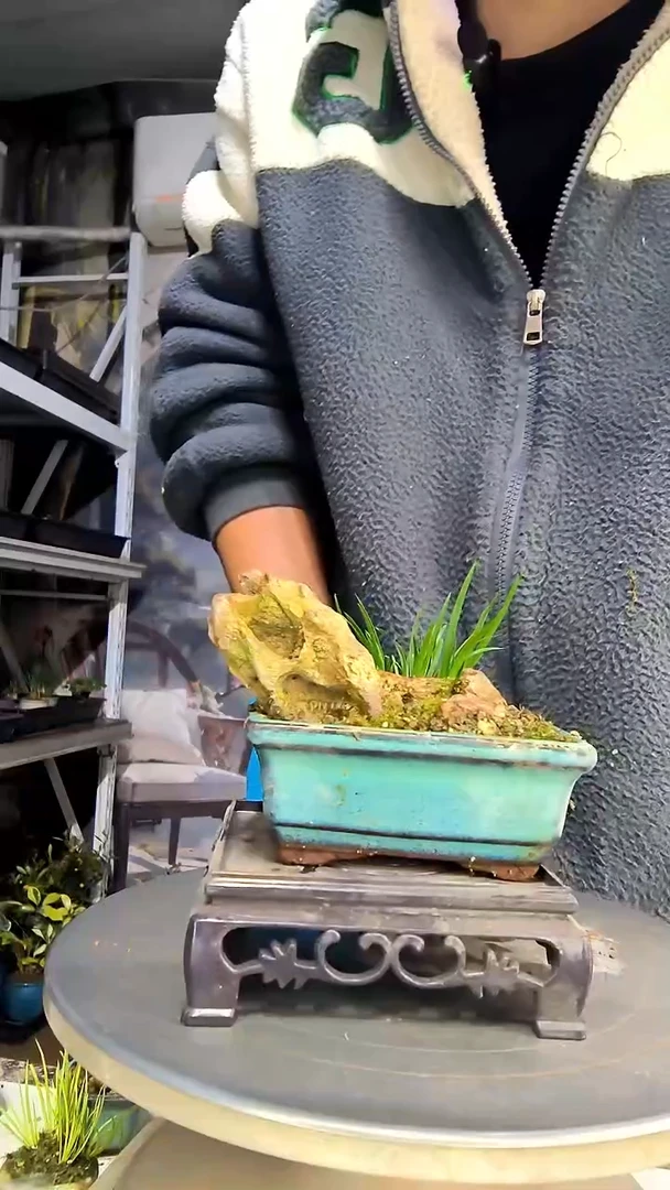 尔*中青园艺一物一拍花451