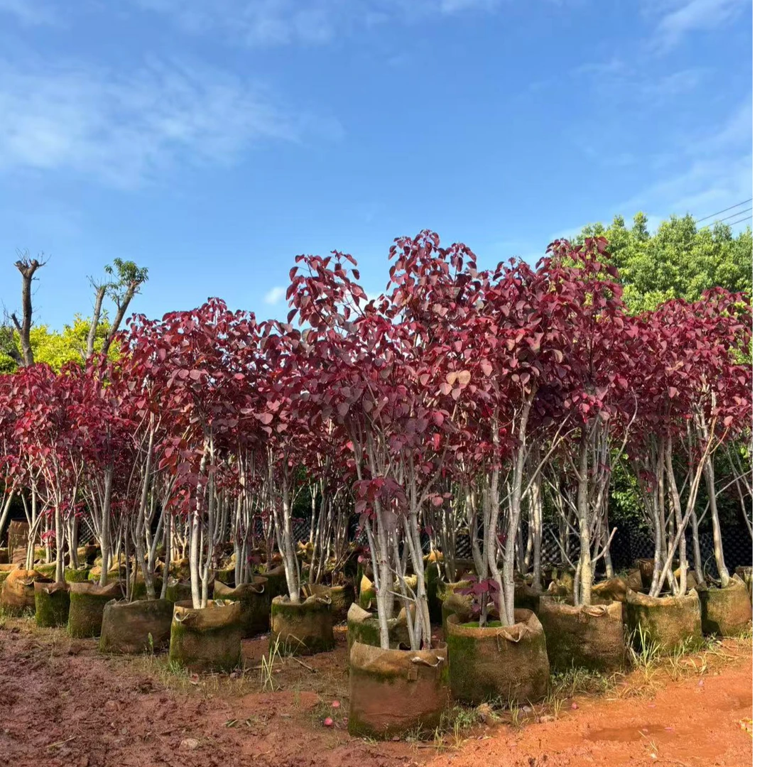 红叶乌桕 秋日火焰  南方北方种植 别墅庭院植物 老桩盆景