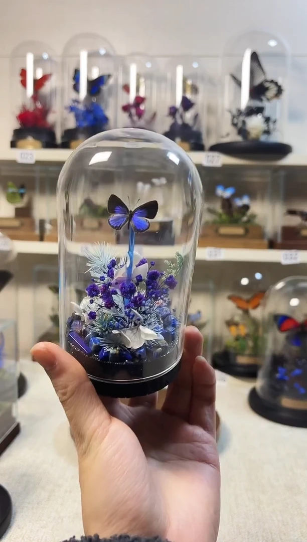 大自然真实的蝴蝶标本