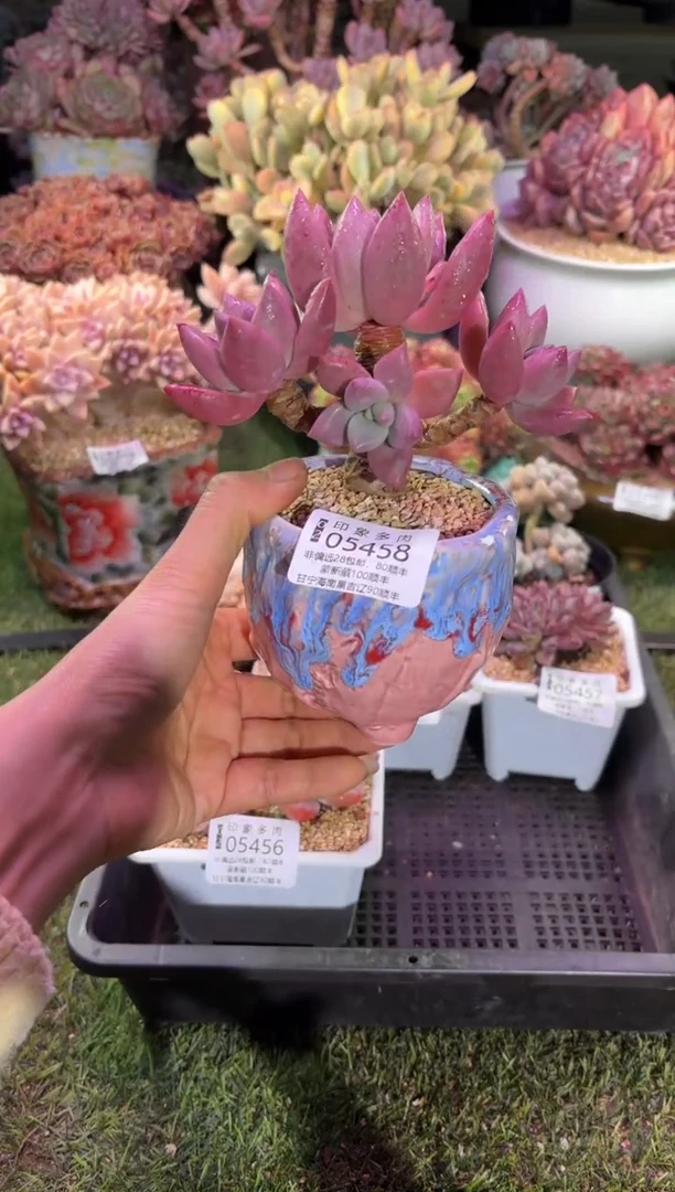 【闪购商品】05458脱土带盆