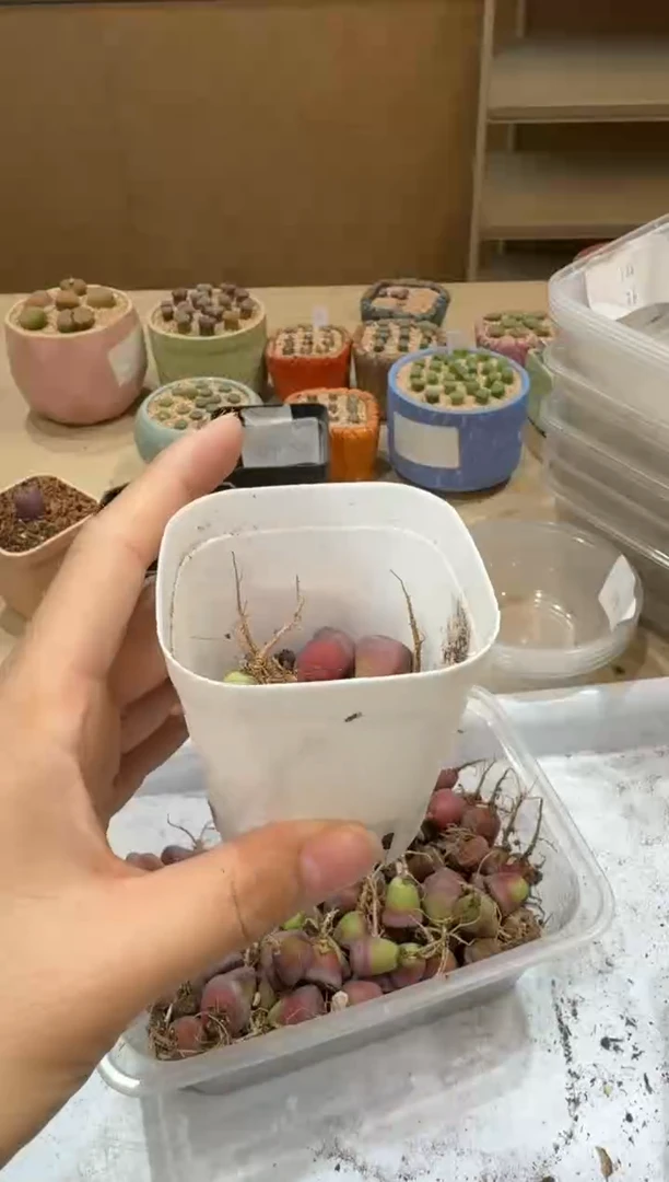 14-405多肉植物肉锥