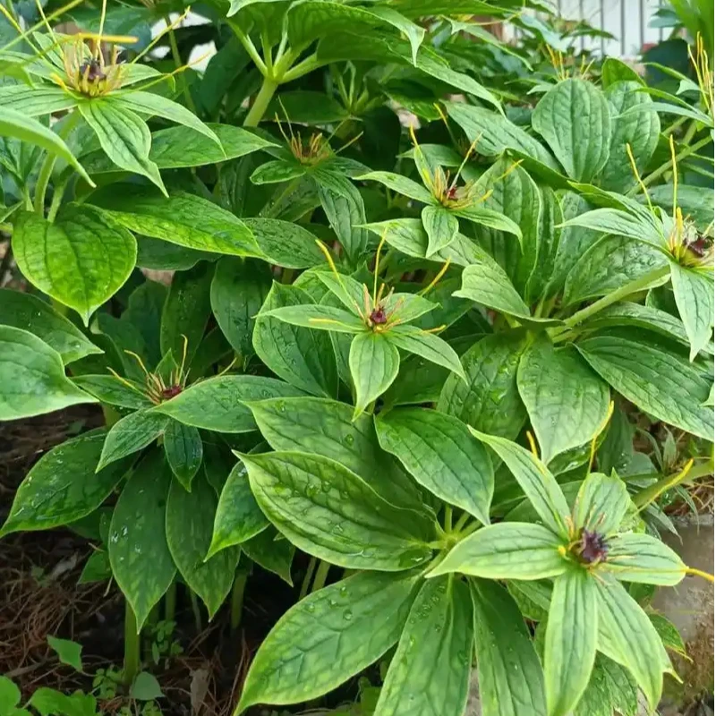 七叶一支花重楼花卉盆栽