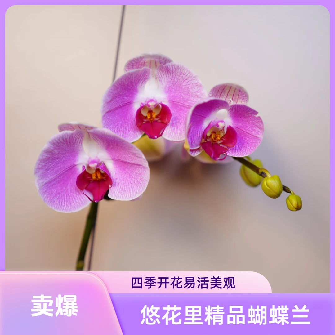 悠花里蝴蝶兰【仙桃】3.0寸 带花带花苞开花株发货