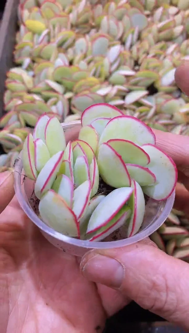 【闪购商品】018日系白眉保6量拍1盒