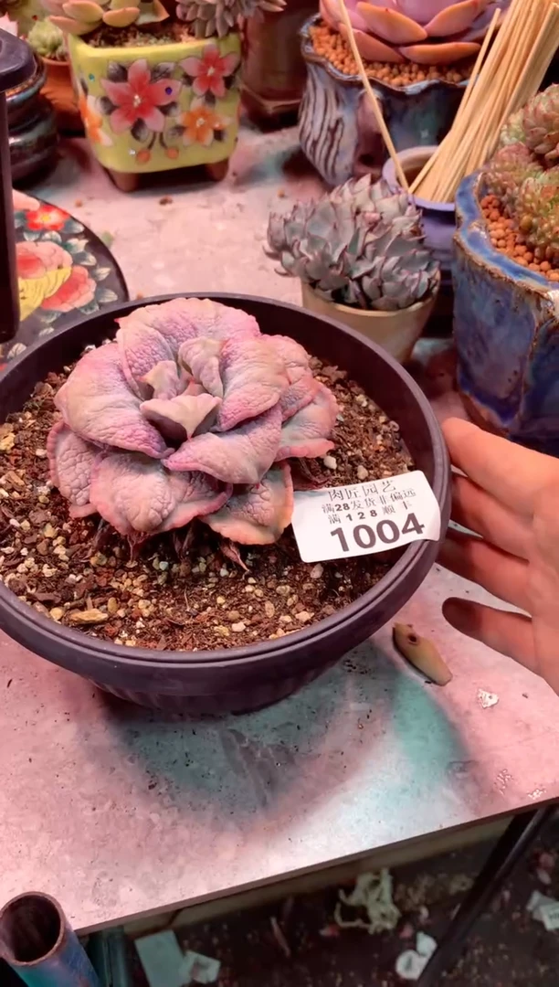 1004——生鲜绿植不支持7天无理由退货