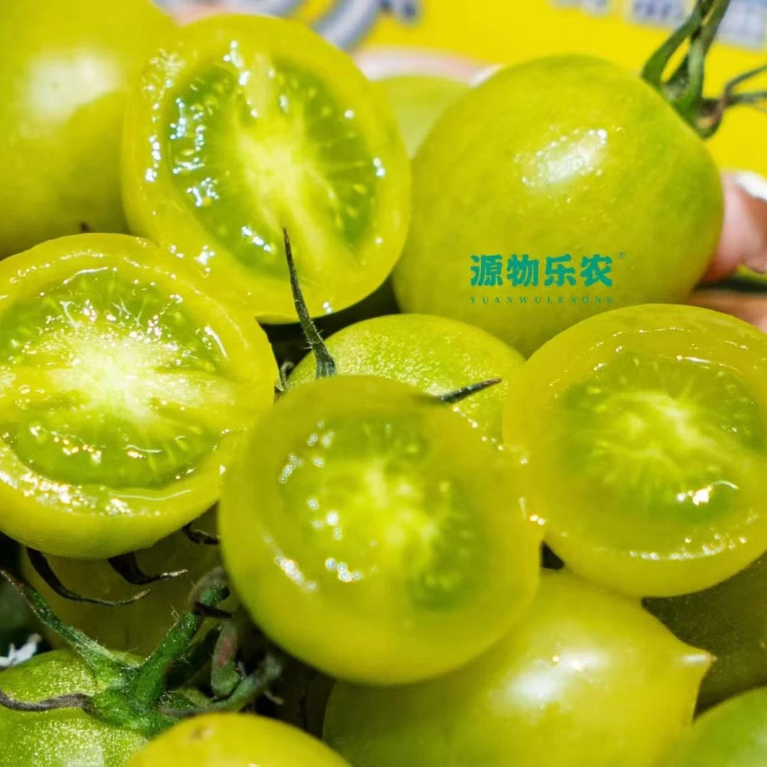 青甜2号小番茄/青脆爆汁/甜度12＋绿色樱桃小番茄山东省