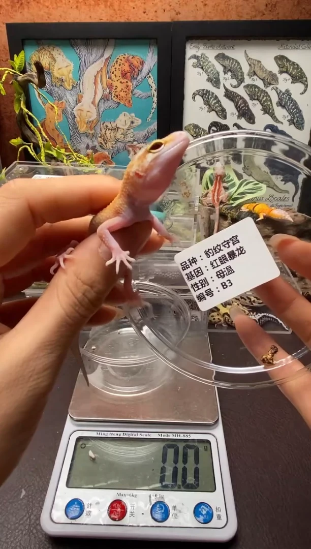 肥尾守宫鳞与尾 Scale Tail 爬宠B3