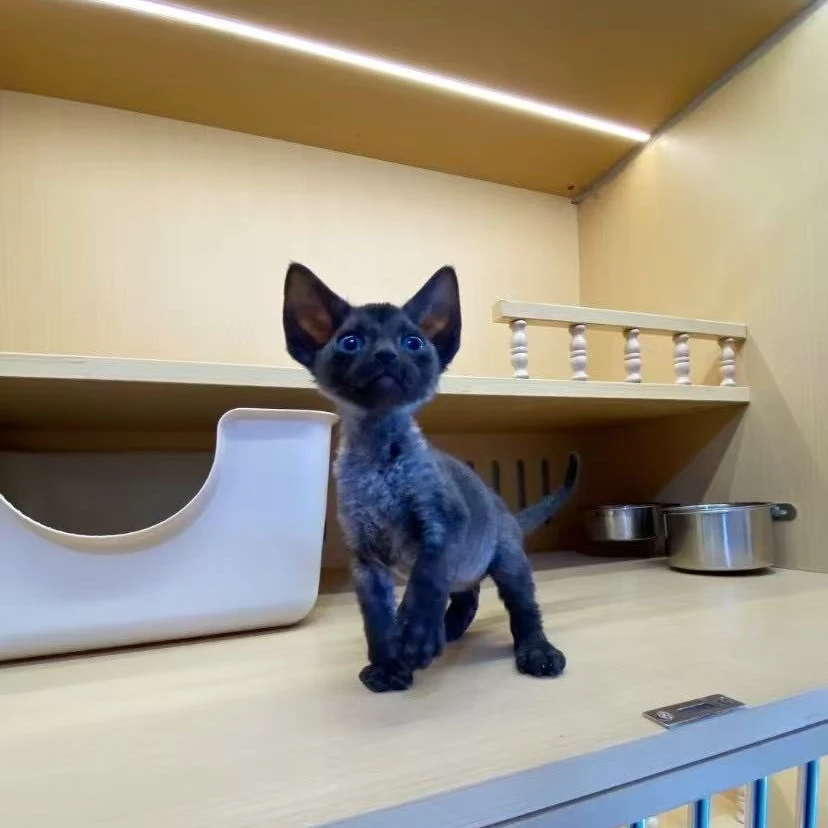 犇犇家 德文纯黑弟弟 1500 生日：2.10 疫苗 4.10