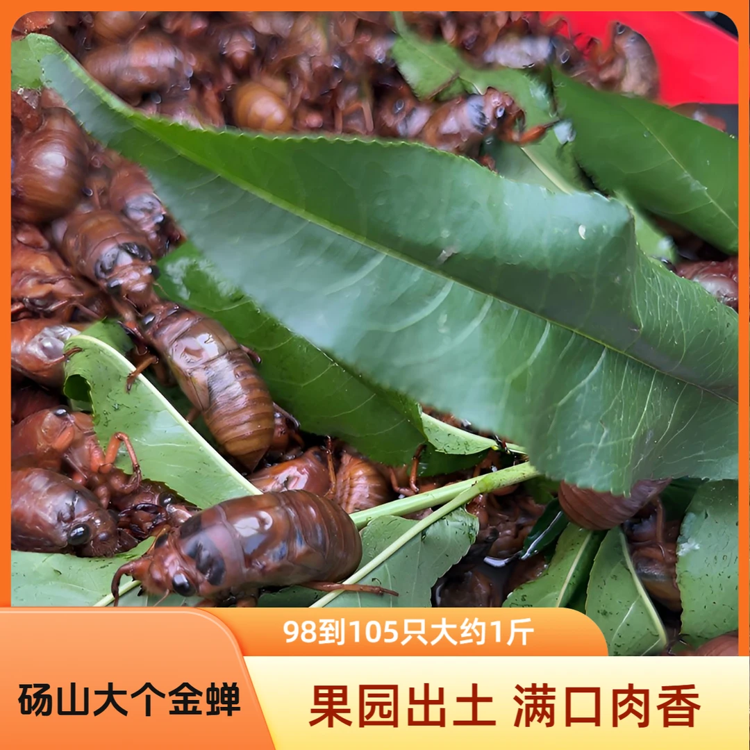 顺丰包邮2025新鲜金蝉 爬叉知了猴知了龟 50只100只200只400只