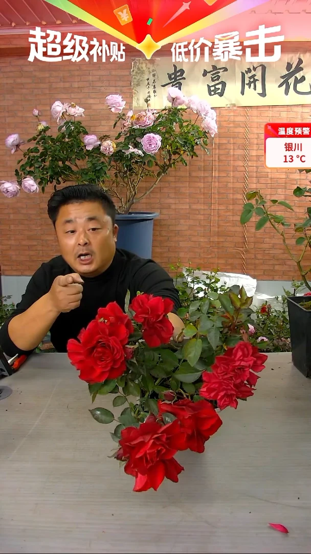 当前无花朵，栽培后可花朵娜塔莉