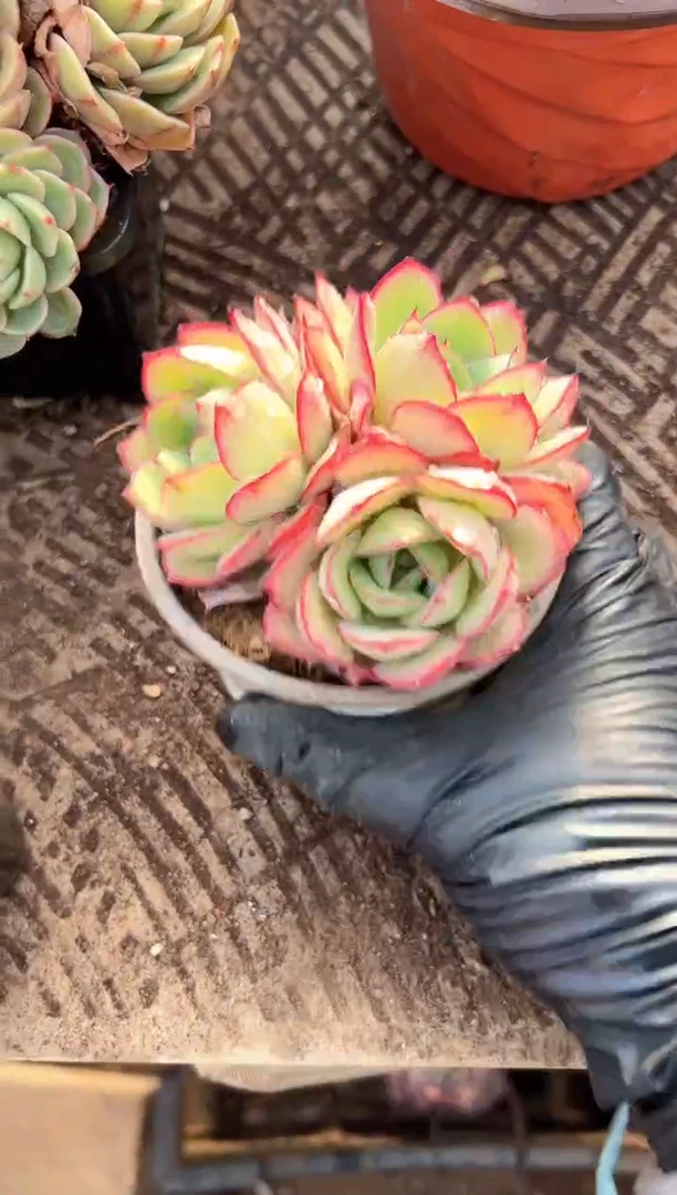 小*多肉植物一物一拍16261