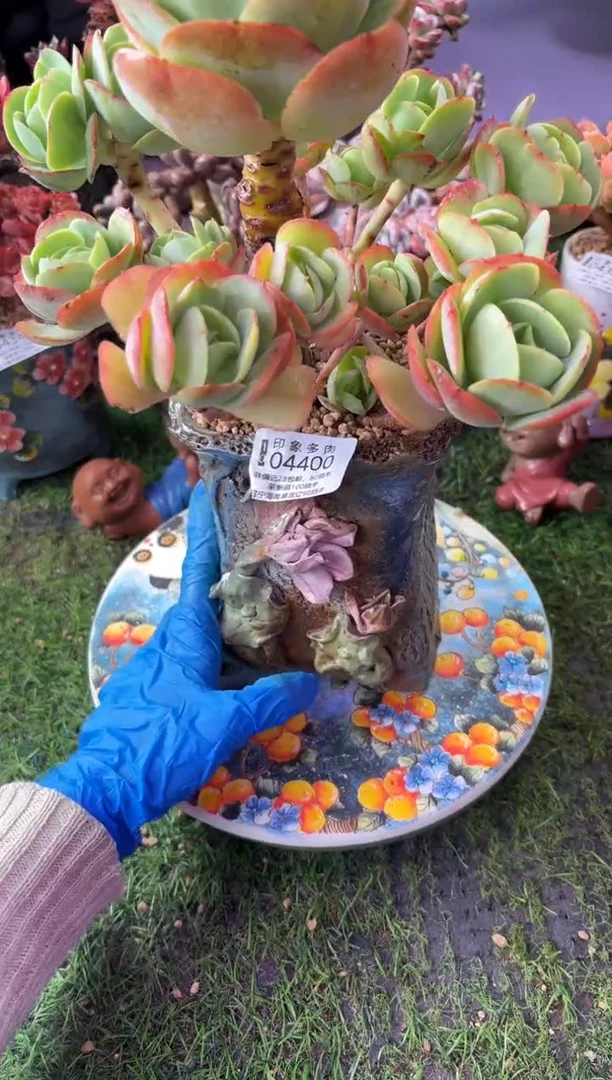 昆明印象多肉04400