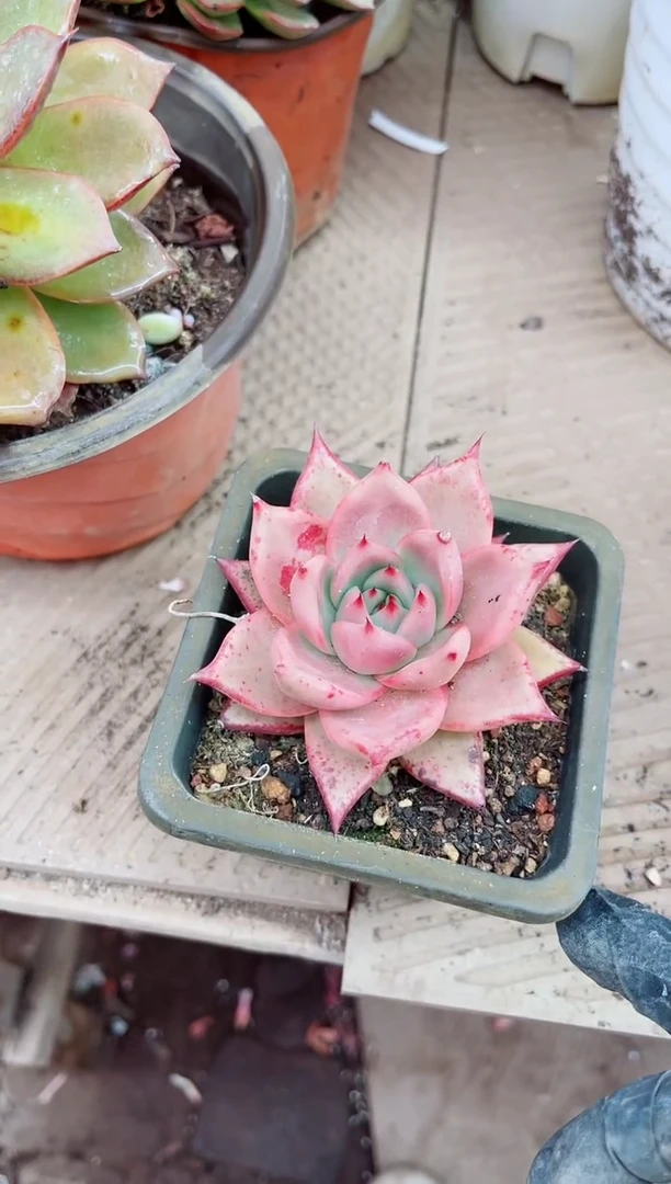 蝶****）26068多肉植物一物一拍