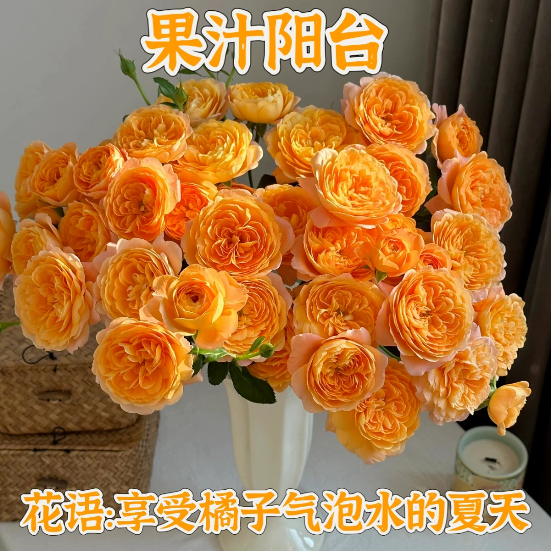 特价【次日达·果汁阳台】果汁阳台5支鲜切花AB级