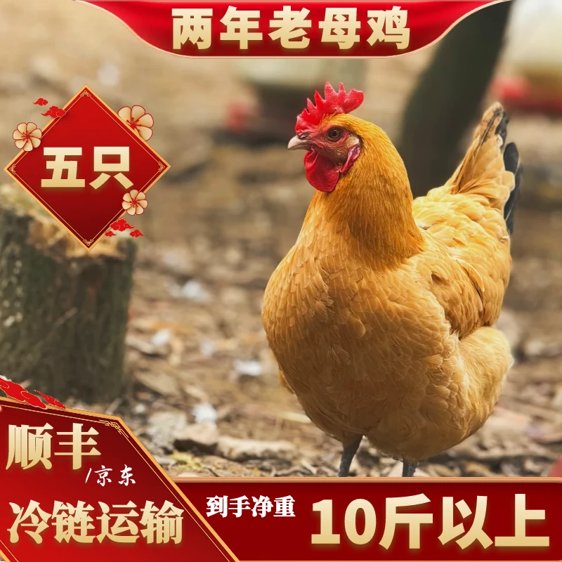 【喜宝家】农家放养2年黄油老母鸡到手5只总净重10斤以上买4送1
