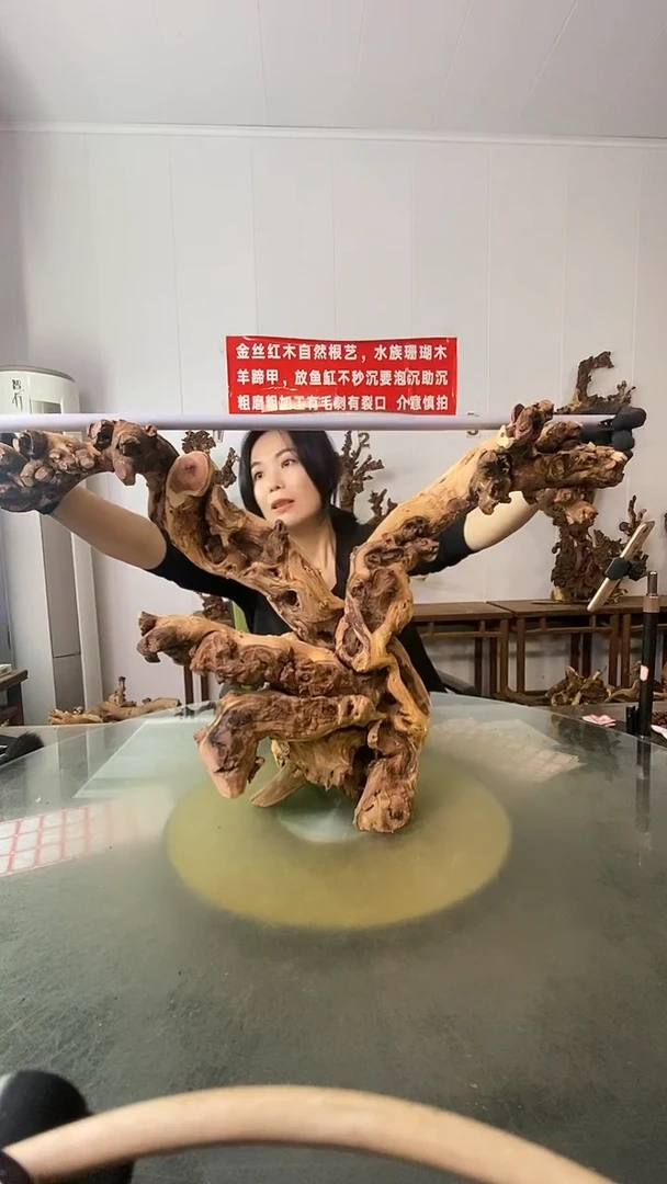 木往*哥金丝红木 羊蹄甲