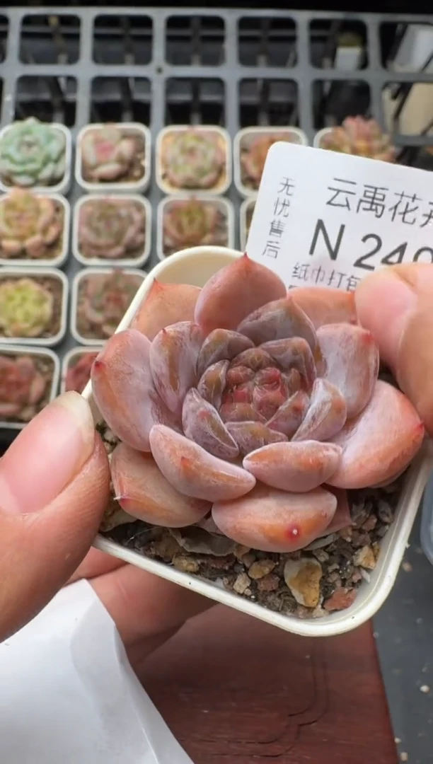 249N带盆土发 当场拍3颗以上包柚 多肉植物 一物一拍
