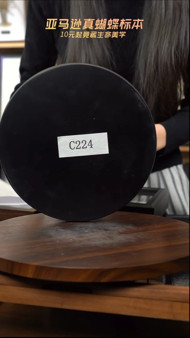 动物标本摆件竞拍c224