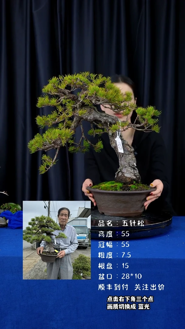 【闪购商品】五针松日本