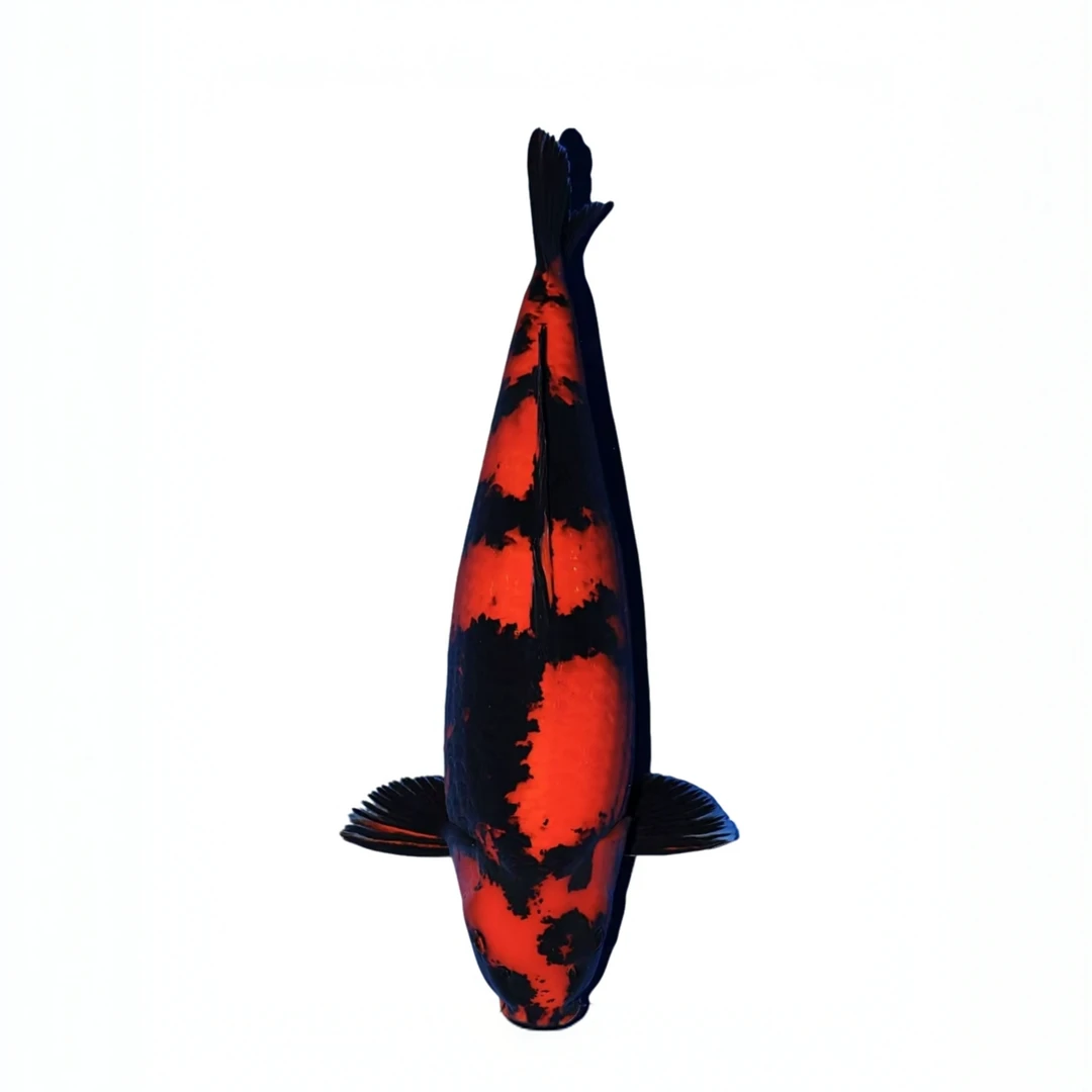 3红白大正昭和秋翠火鲤德系龙茶鲤白金黑金黄金单顶 顺丰包邮