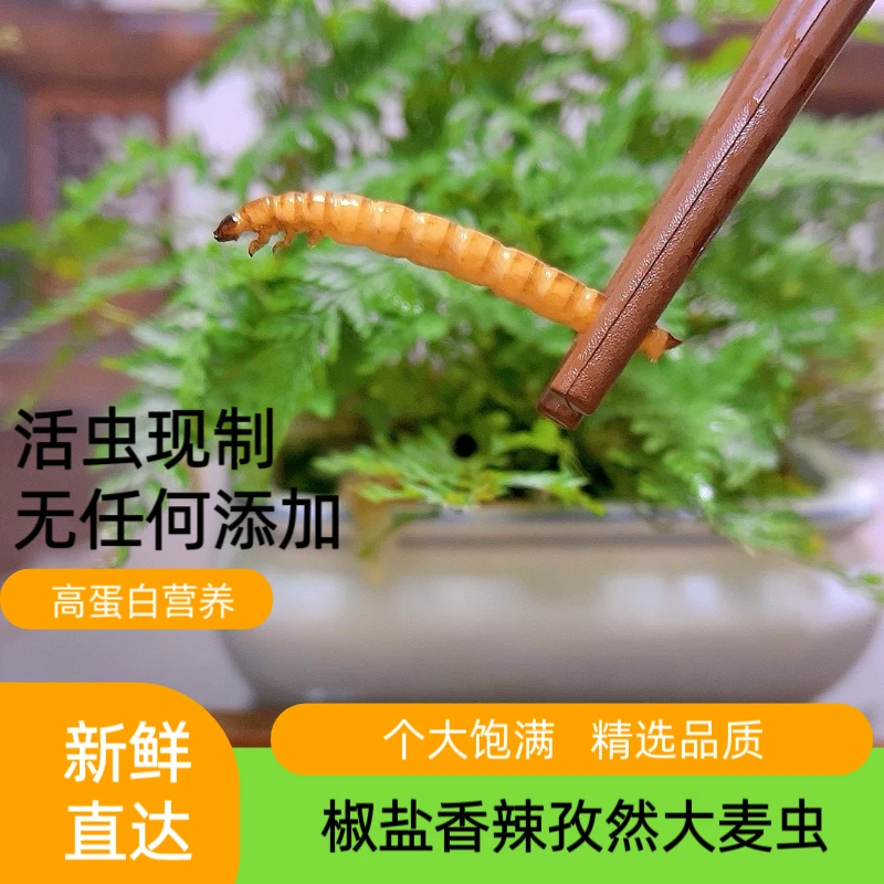 大麦虫即食香辣油炸新鲜现做黄金虫面包虫大麦虫虫子美食下酒特产