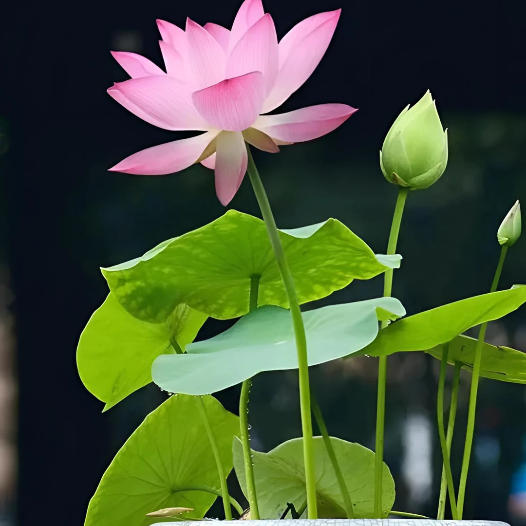 【水培莲花种子】莲花种水培植物四季种植易活室内盆栽好养荷花种子