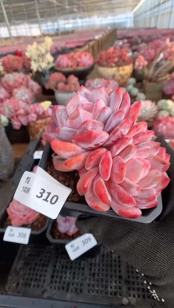 310雪天使一物一拍888