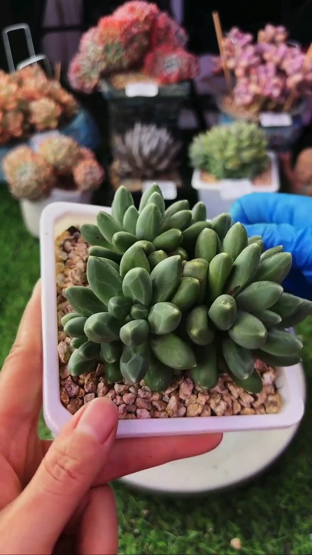 昆明印象多肉12793