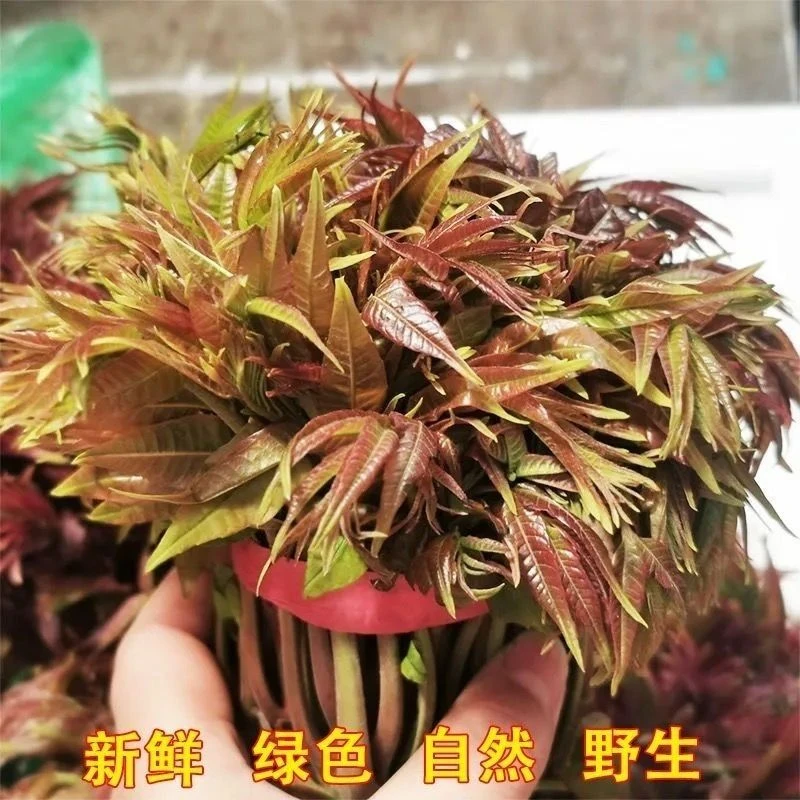 2025贵州头茬纯天然新鲜露天深山野生香椿嫩芽香椿头现货包邮