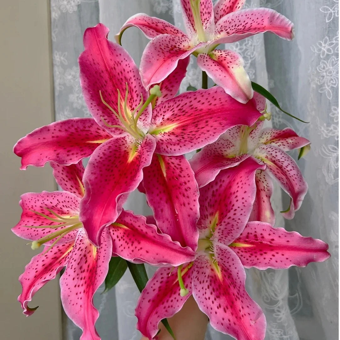 【草莓沐恩百合】香水百合云南鲜花一单包邮包邮 发货后不支持退款