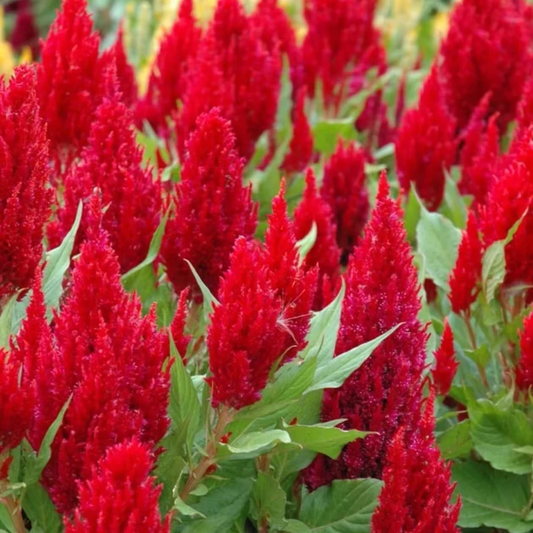 【凤尾火焰鸡冠花种子】阳台小院种植