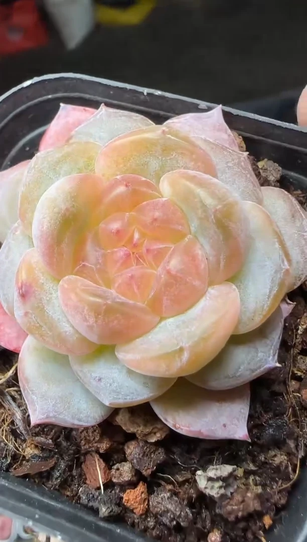 【闪购商品】一物一拍0217—23