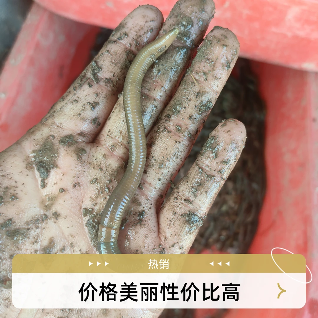 【达人专属】鲜活青蚯蚓黑蚯蚓特大号钓黄鳝野钓钓鱼活体活饵