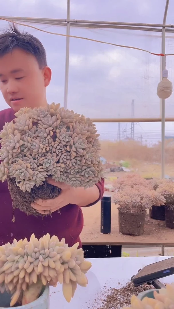 【闪购商品】缀化252