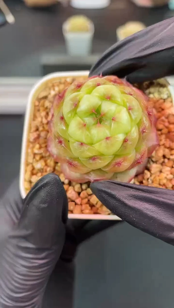 闪购1260  混元珠多肉一颗  3.8-4厘米