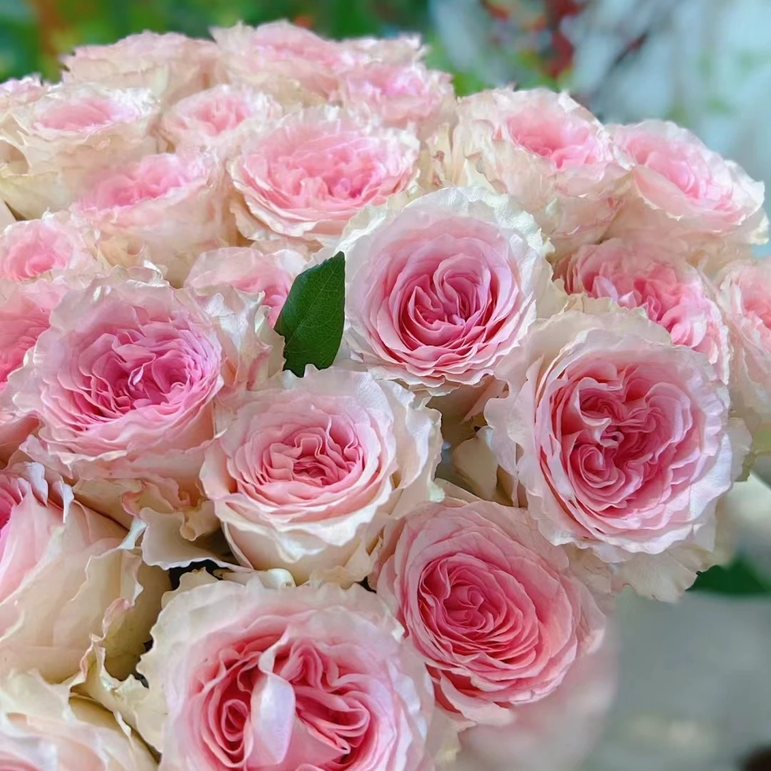 二加仑洛神月季 波浪边直立少刺耐寒复花快适合盆栽花境