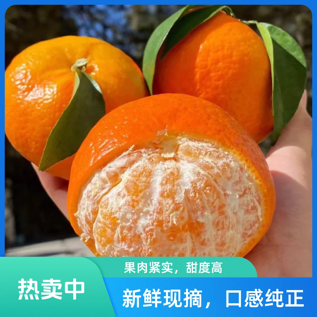 wx2云南高山正宗哀牢山沃柑新鲜采摘应季水果