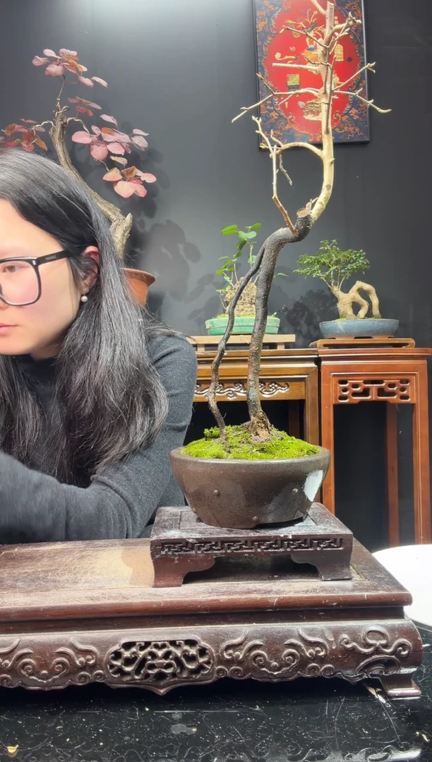 完全开放老鸦柿00