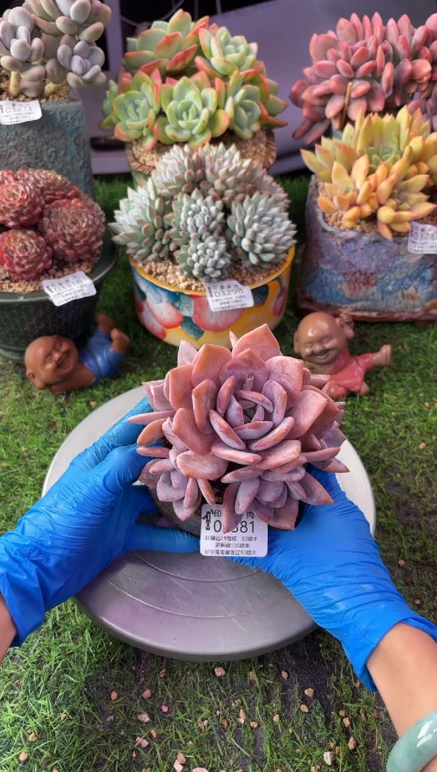 恩****宝昆明印象多肉3381的盆