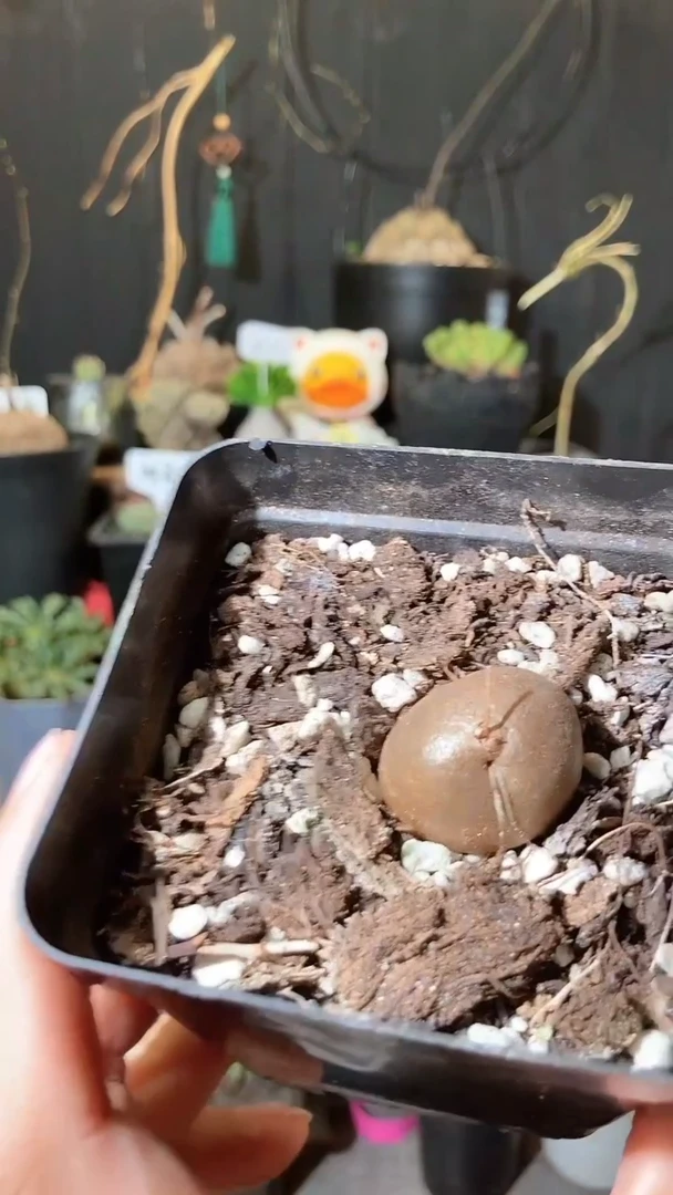 量拍福利半球龟甲龙宝宝带盆