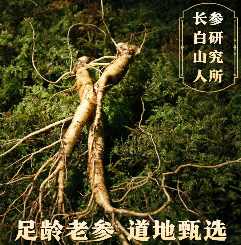 长白山新鲜林下参{一物一拍以实物为准}