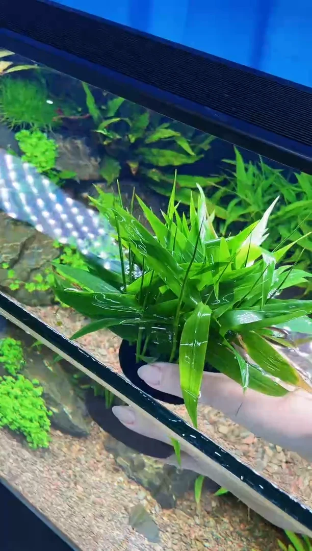 特价新粉福利【青竹大坨】18-20厘米大水草