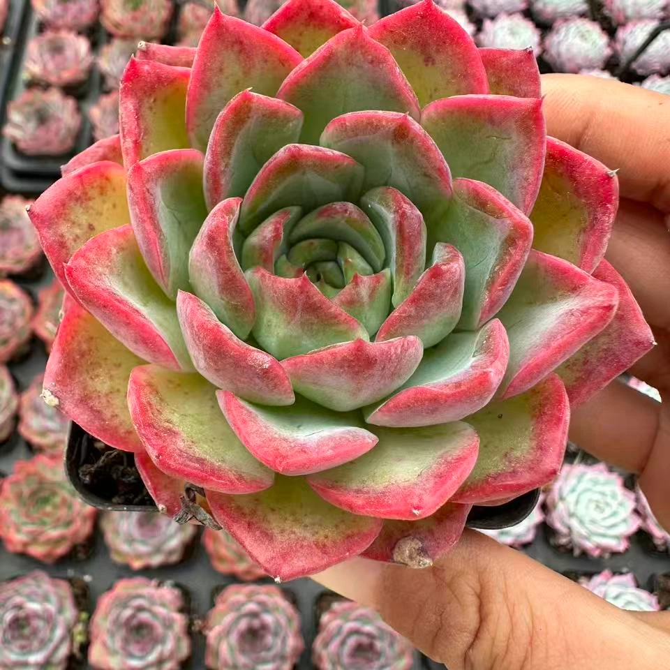 7#七彩祥云多肉植物 前男友精品多肉