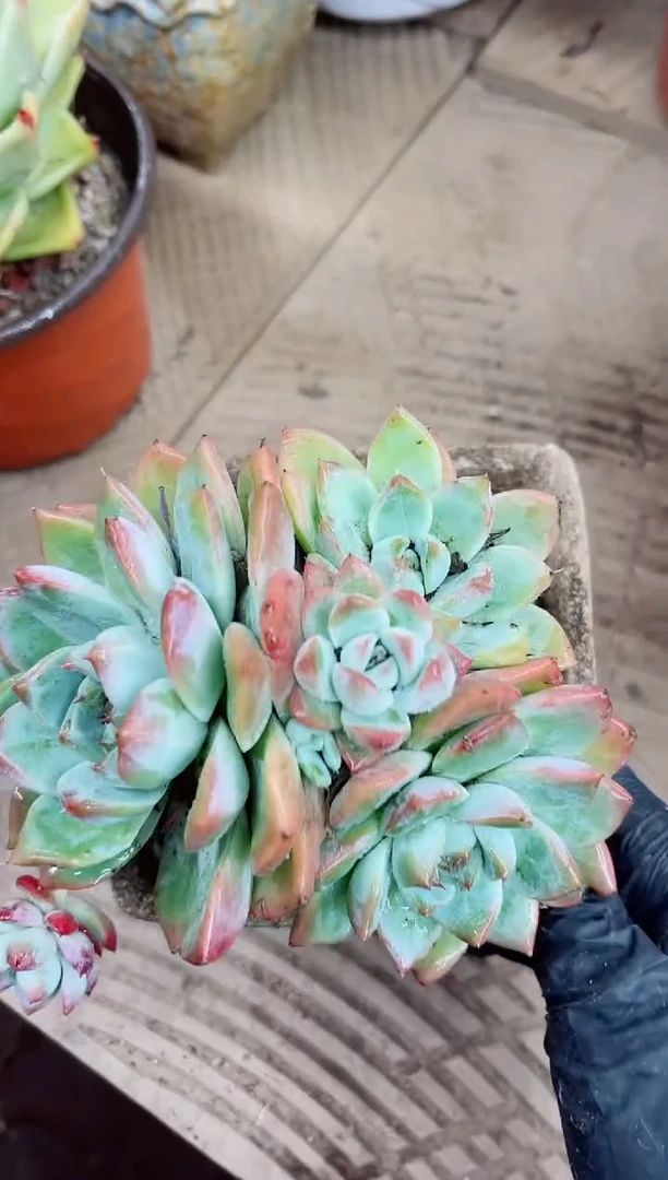 猫*15016多肉植物一物一拍