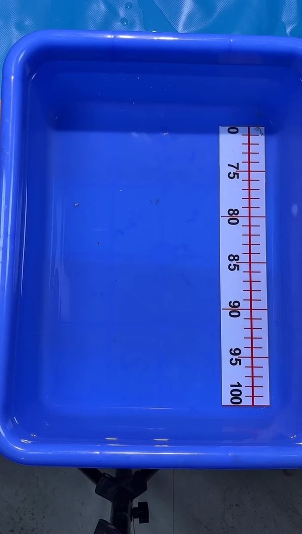 锦鲤汇鼎锦鲤竞拍2025/12/31日---1号