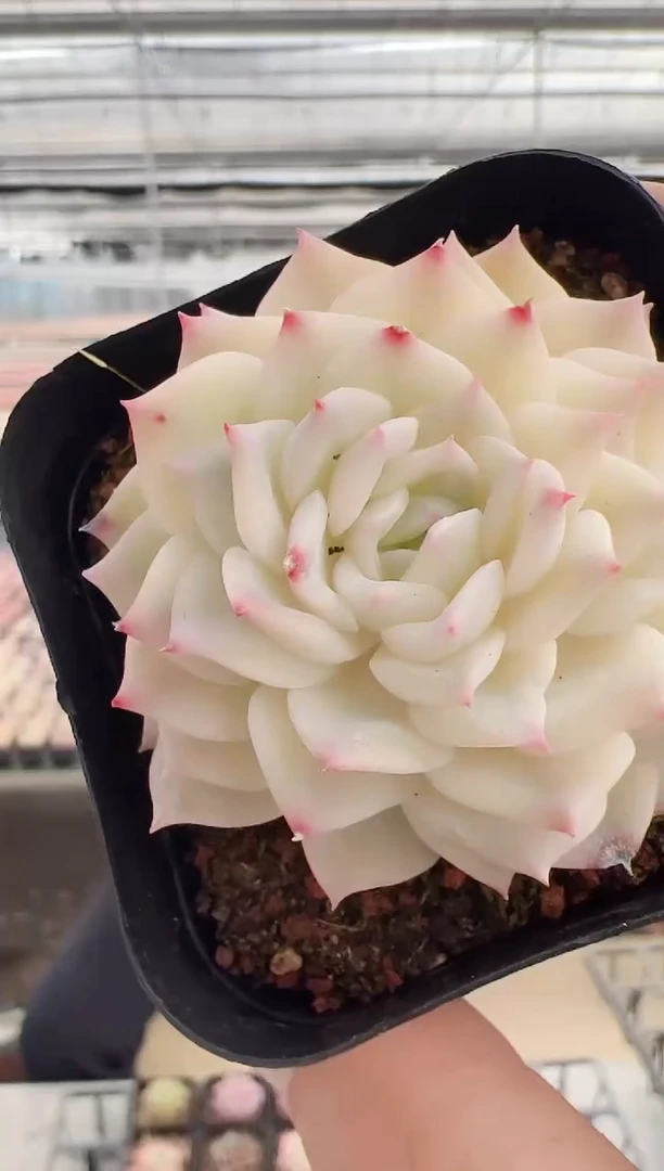 【闪购商品】新-84