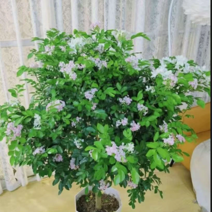 九里香盆栽5高度送盆浓香型可驱蚊适合客厅阳台