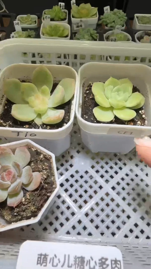 1506  多肉植物多肉植物