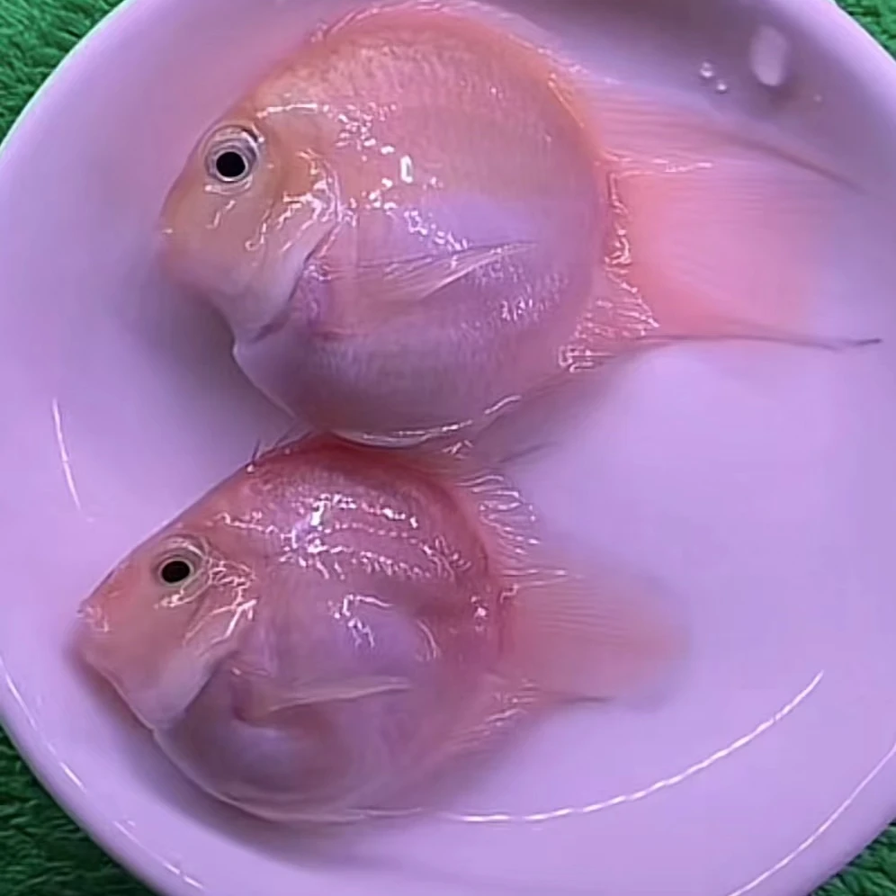 胭脂粉白金宝蓝迷你鹦鹉观赏鱼